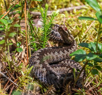 A European adder (Vipera berus) camouflaged in a forest environment, showcasing its natural habitat.