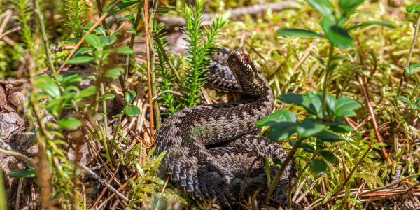 A European adder (Vipera berus) camouflaged in a forest environment, showcasing its natural habitat.